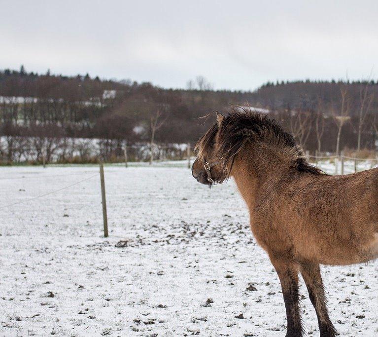 Islænder Melasól fra Smollerupgaard  billede 13