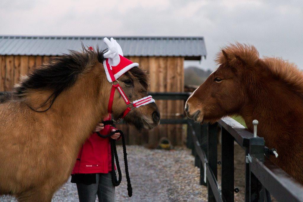 Islænder Melasól fra Smollerupgaard  billede 14