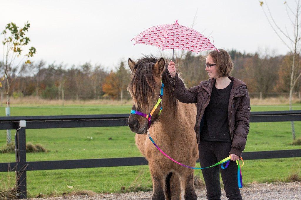 Islænder Melasól fra Smollerupgaard  billede 15