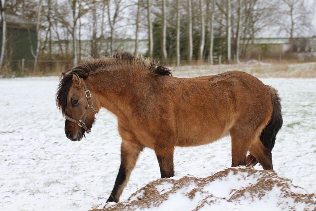 Islænder Melasól fra Smollerupgaard  billede 12