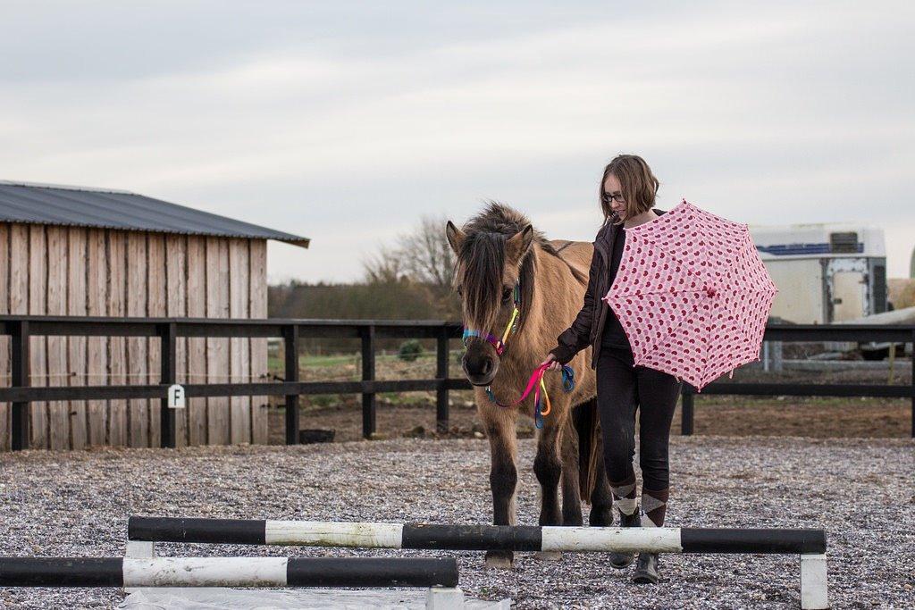Islænder Melasól fra Smollerupgaard  billede 17