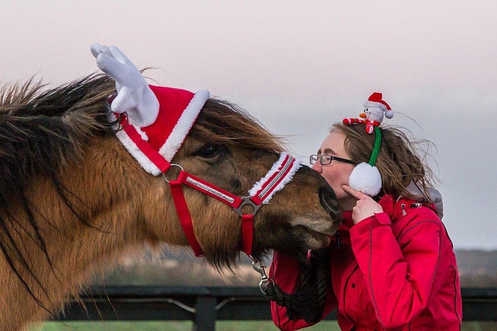 Islænder Melasól fra Smollerupgaard  billede 16