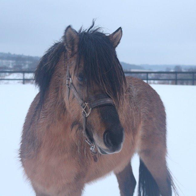Islænder Melasól fra Smollerupgaard  billede 18