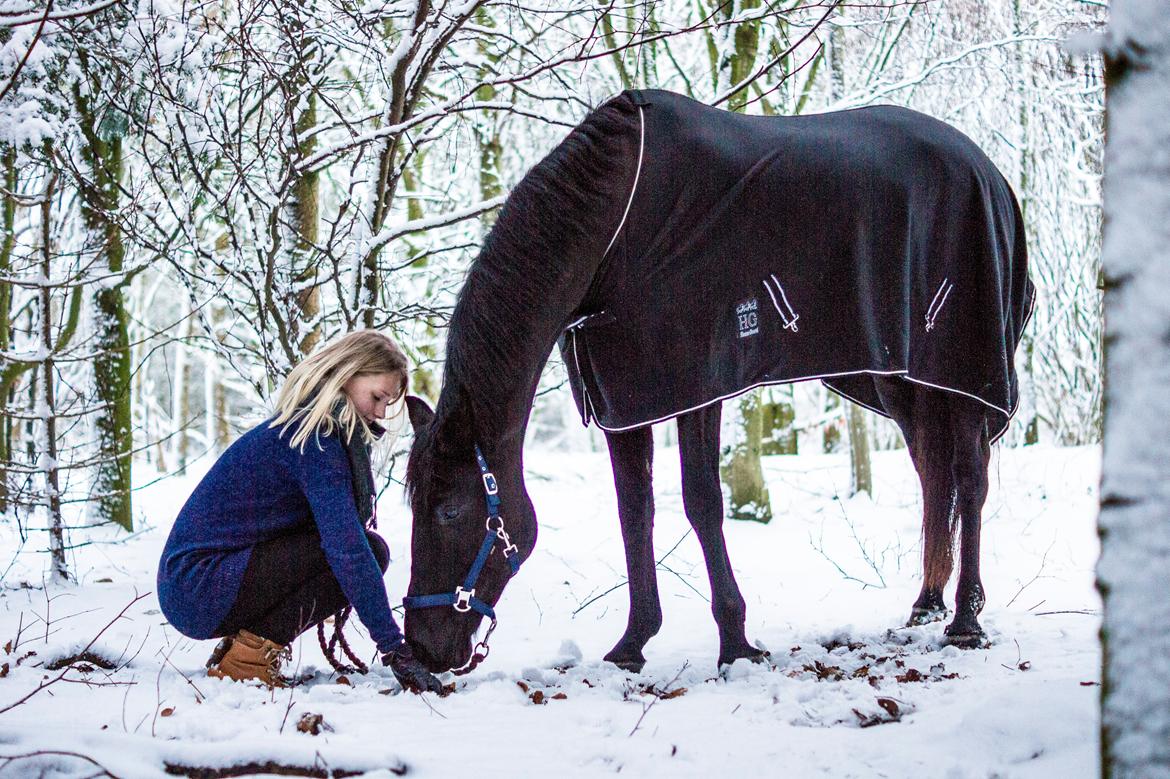 Trakehner Her Hershey Rimpler billede 5