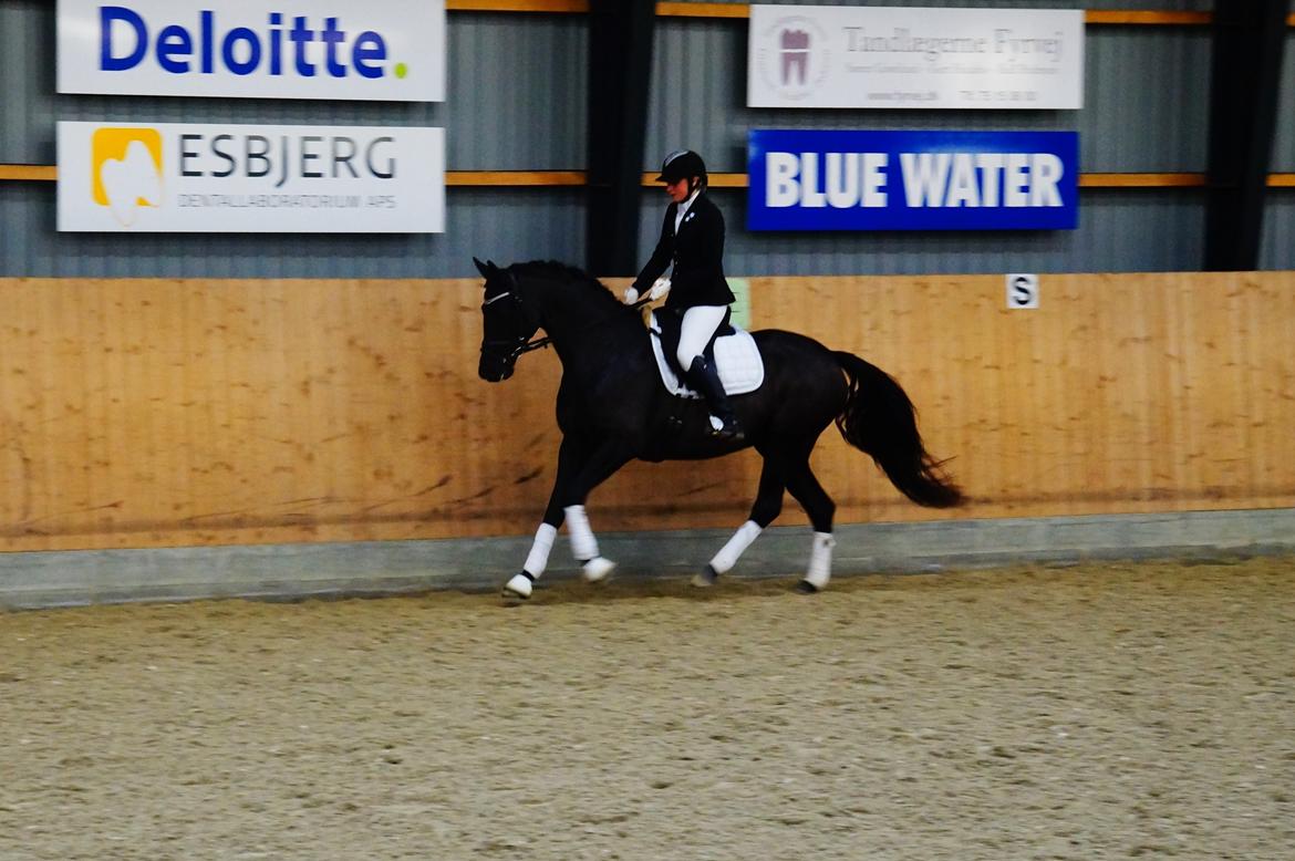 Trakehner Her Hershey Rimpler billede 6