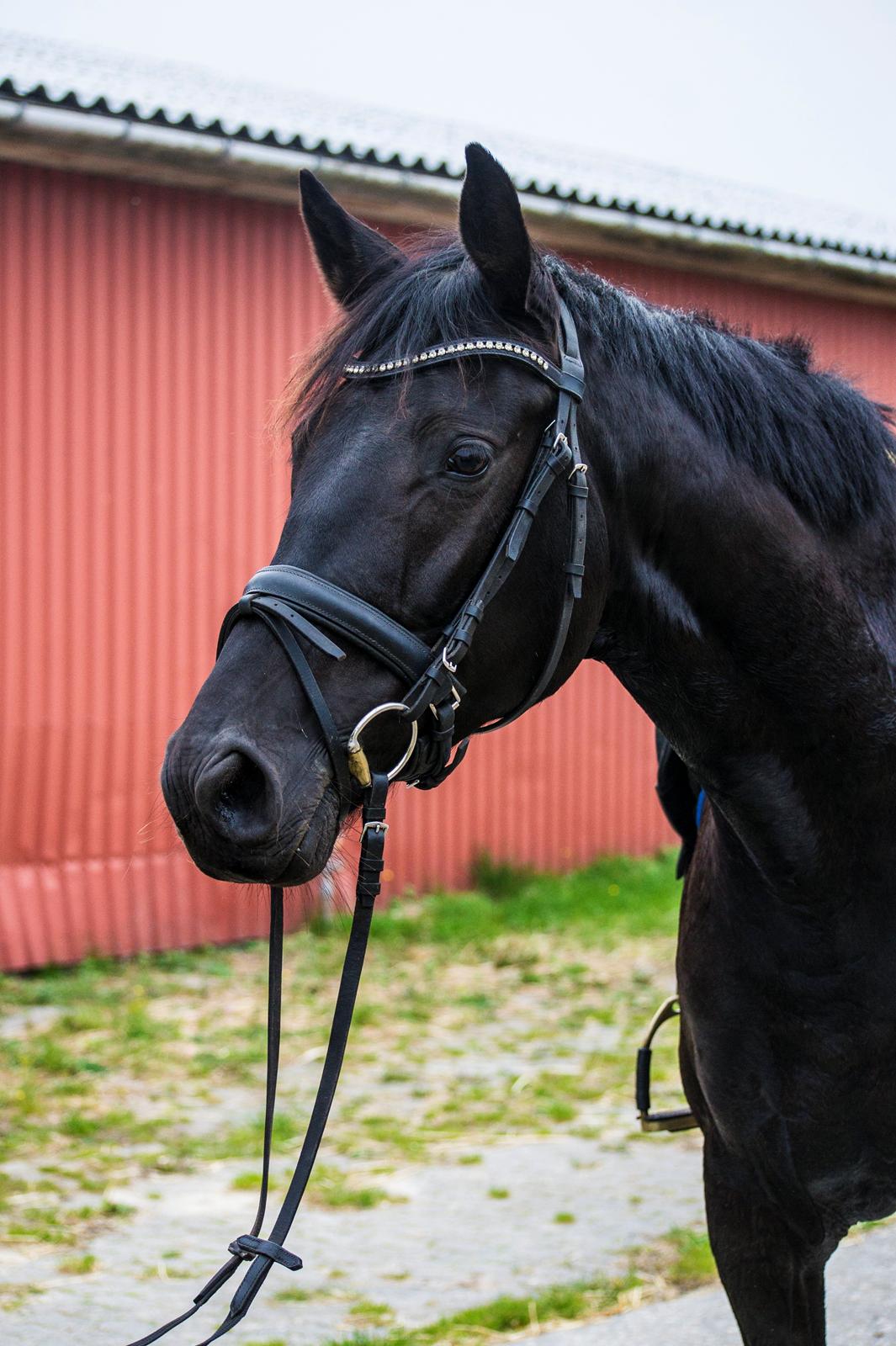 Trakehner Her Hershey Rimpler billede 7