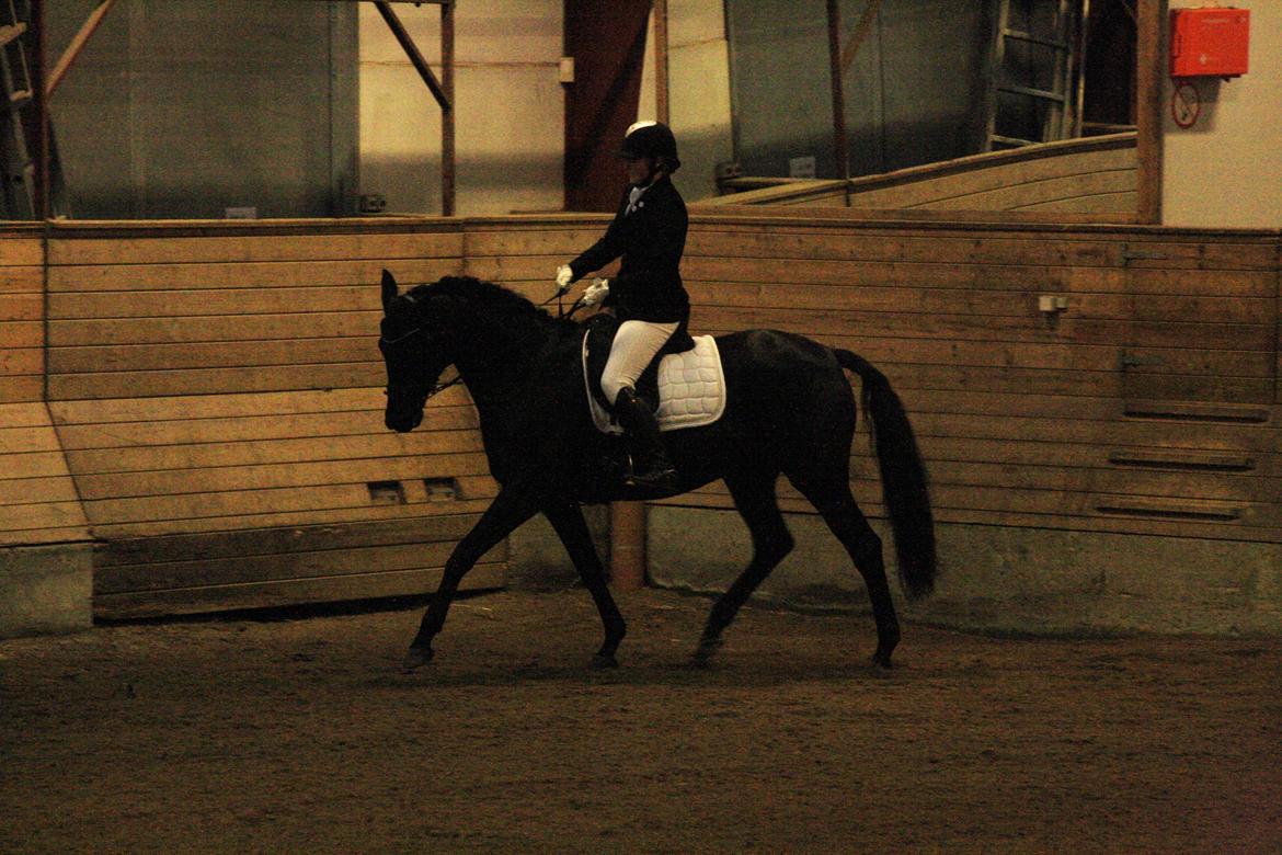 Trakehner Her Hershey Rimpler billede 8