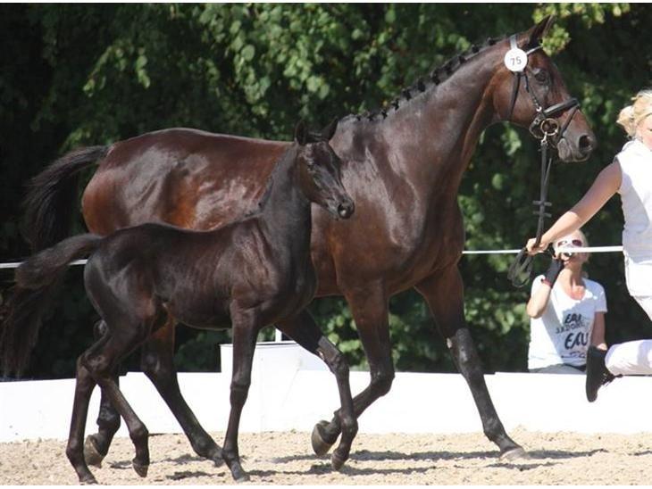 Trakehner Her Hershey Rimpler billede 2