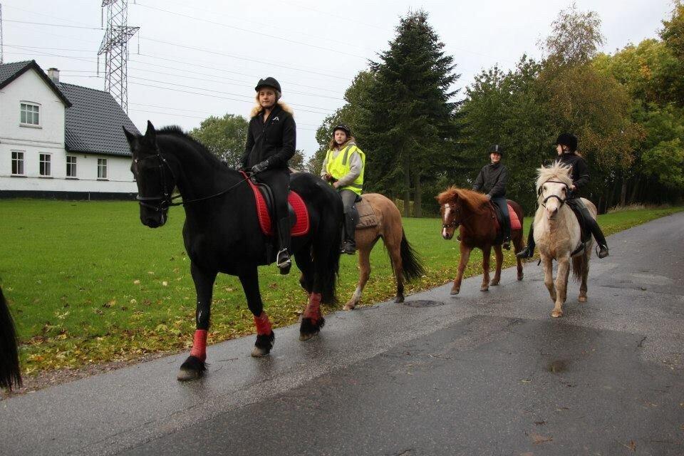 Frieser Sietske - på ridelejer første gang sammen  billede 2