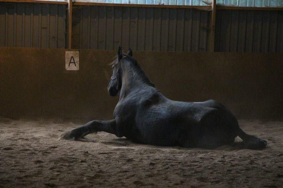 Frieser Sietske - på ridelejer første gang sammen  hun mente hun lige skulle rulle sig da hun kom fri da vi skulle træne horsemanship billede 3