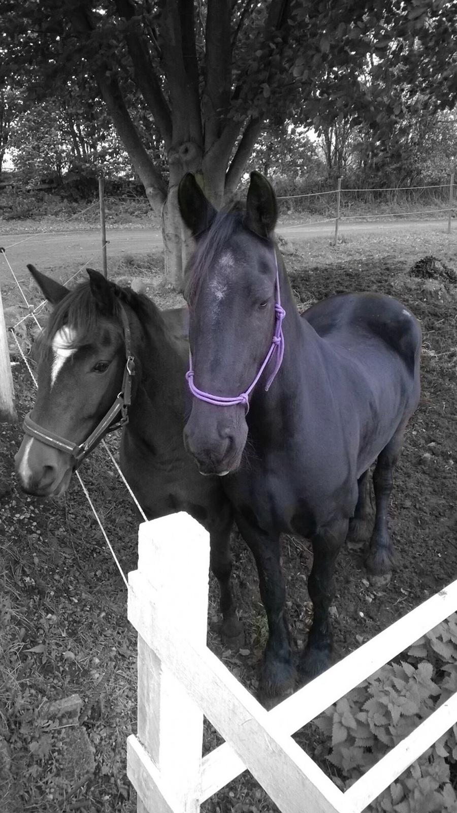 Frieser Sietske - på ridelejer første gang sammen  billede 1