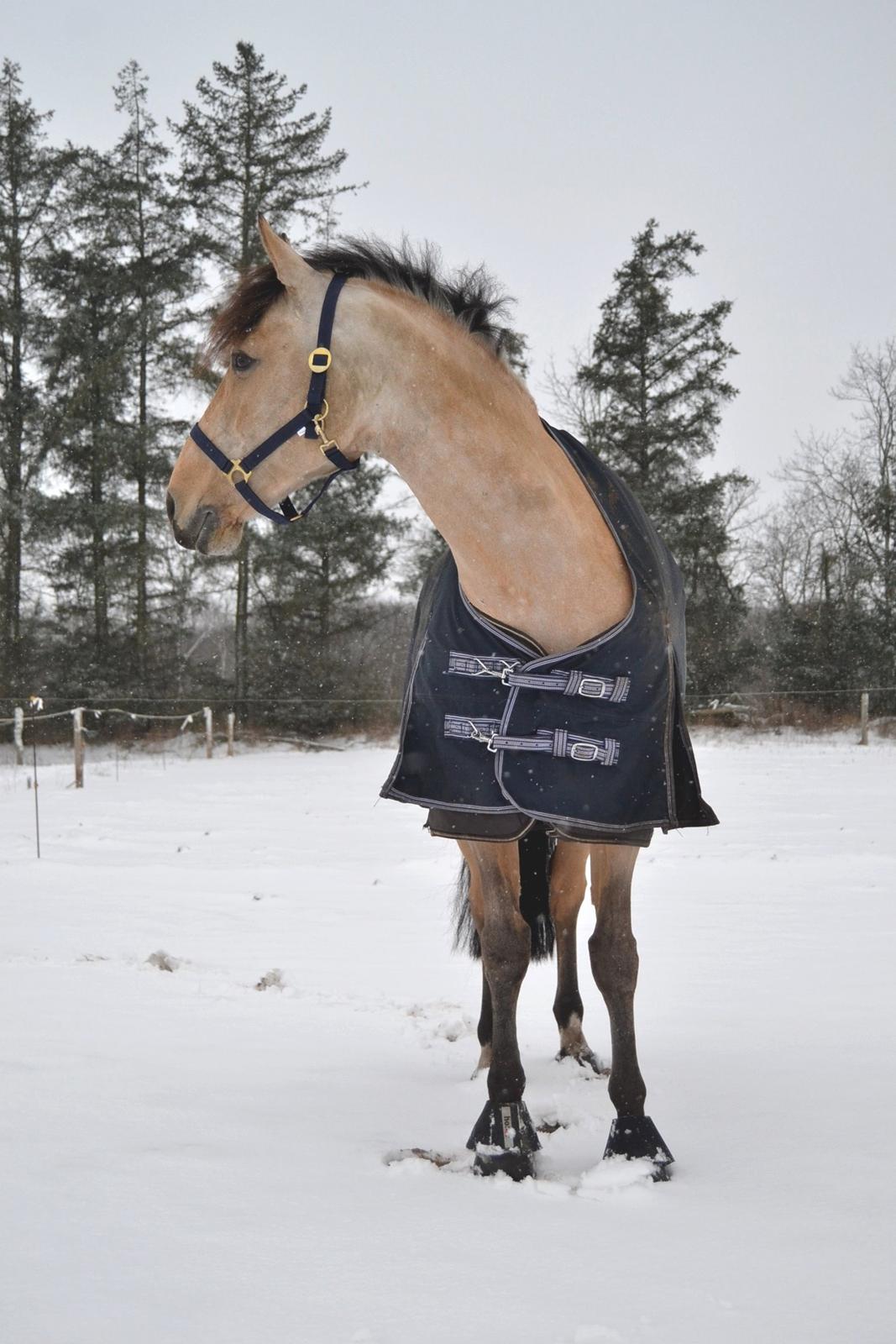 Anden særlig race Skovlyst's Apollon - 09/01/16 A i sneen billede 14