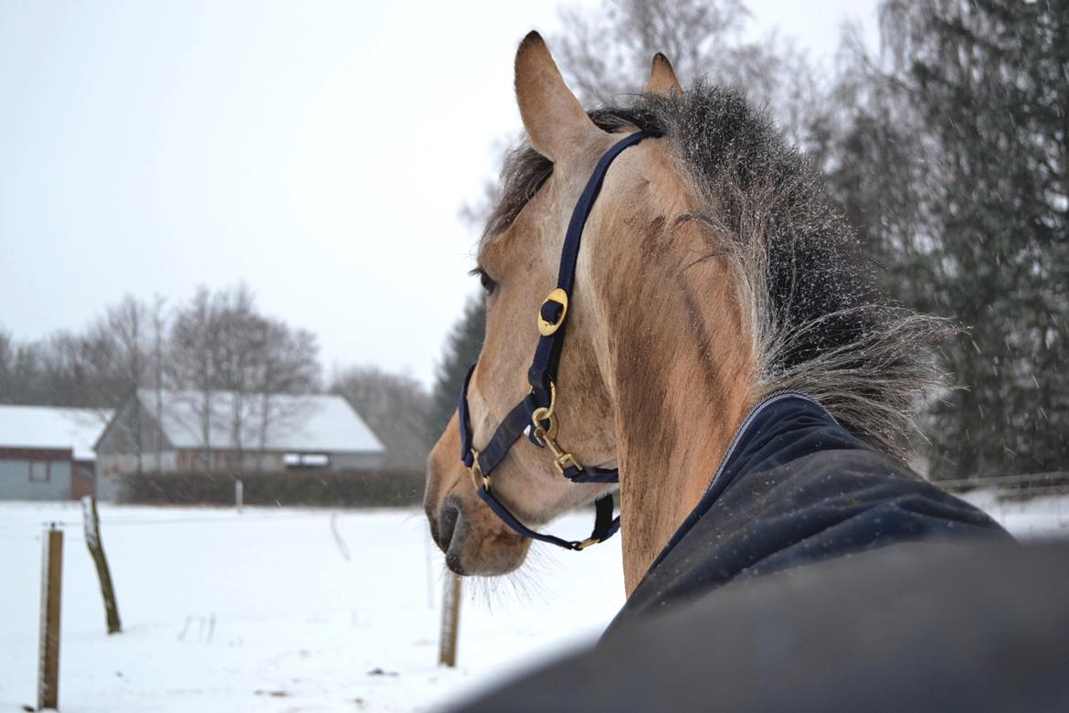 Anden særlig race Skovlyst's Apollon - 09/01/16 A i sneen billede 18