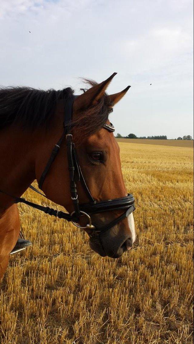 Tysk Sportspony firfod Jokum Knaeld haette  - savner ham😍❤️ billede 20