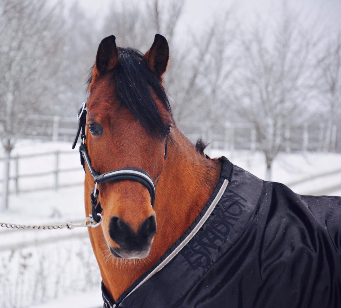Anden særlig race Steven Seagal (Baby Drengen) - SNE! <3 billede 10