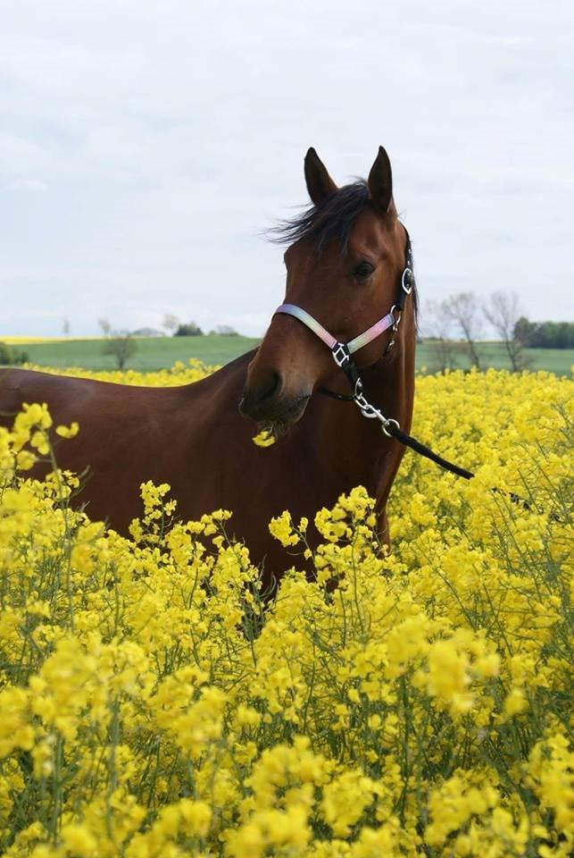 Dansk Varmblod • LERO NYGÅRDSTOFT • billede 15