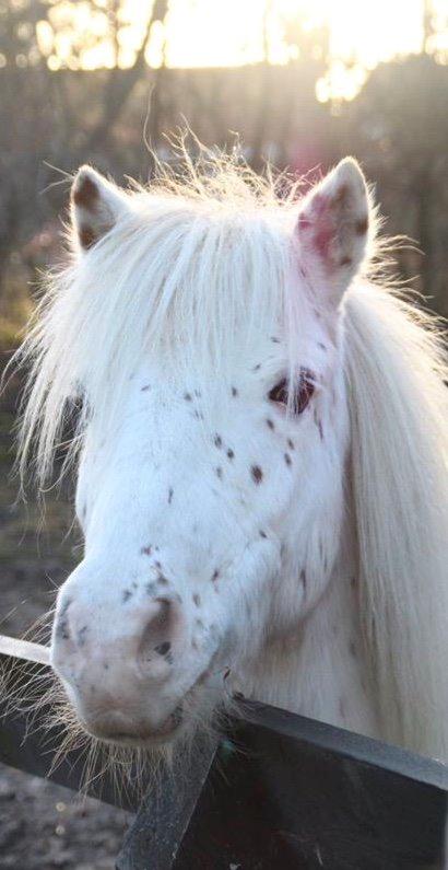 Knabstrupper Susi af Kaldred *Prinsessen* billede 4