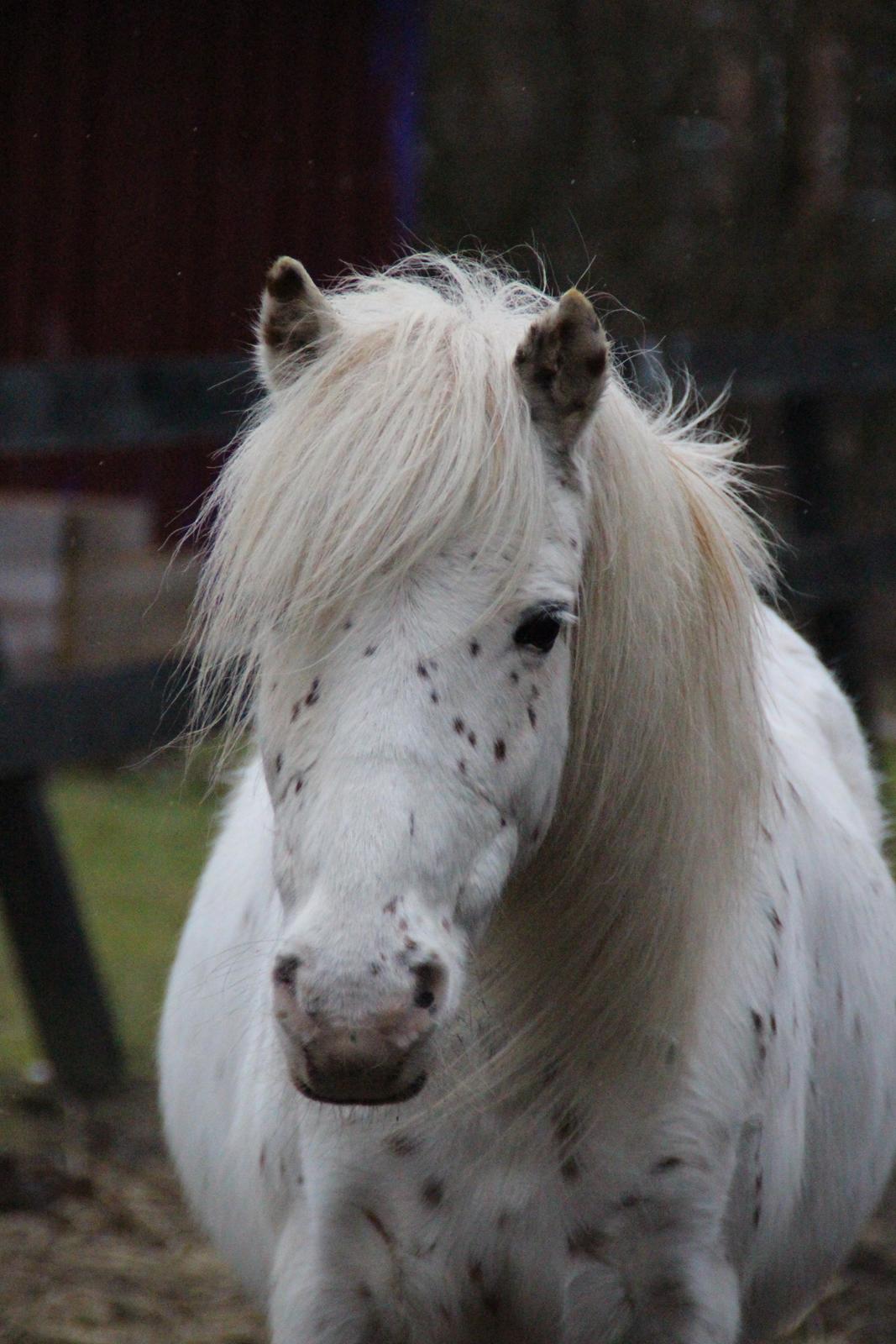 Knabstrupper Susi af Kaldred *Prinsessen* billede 33