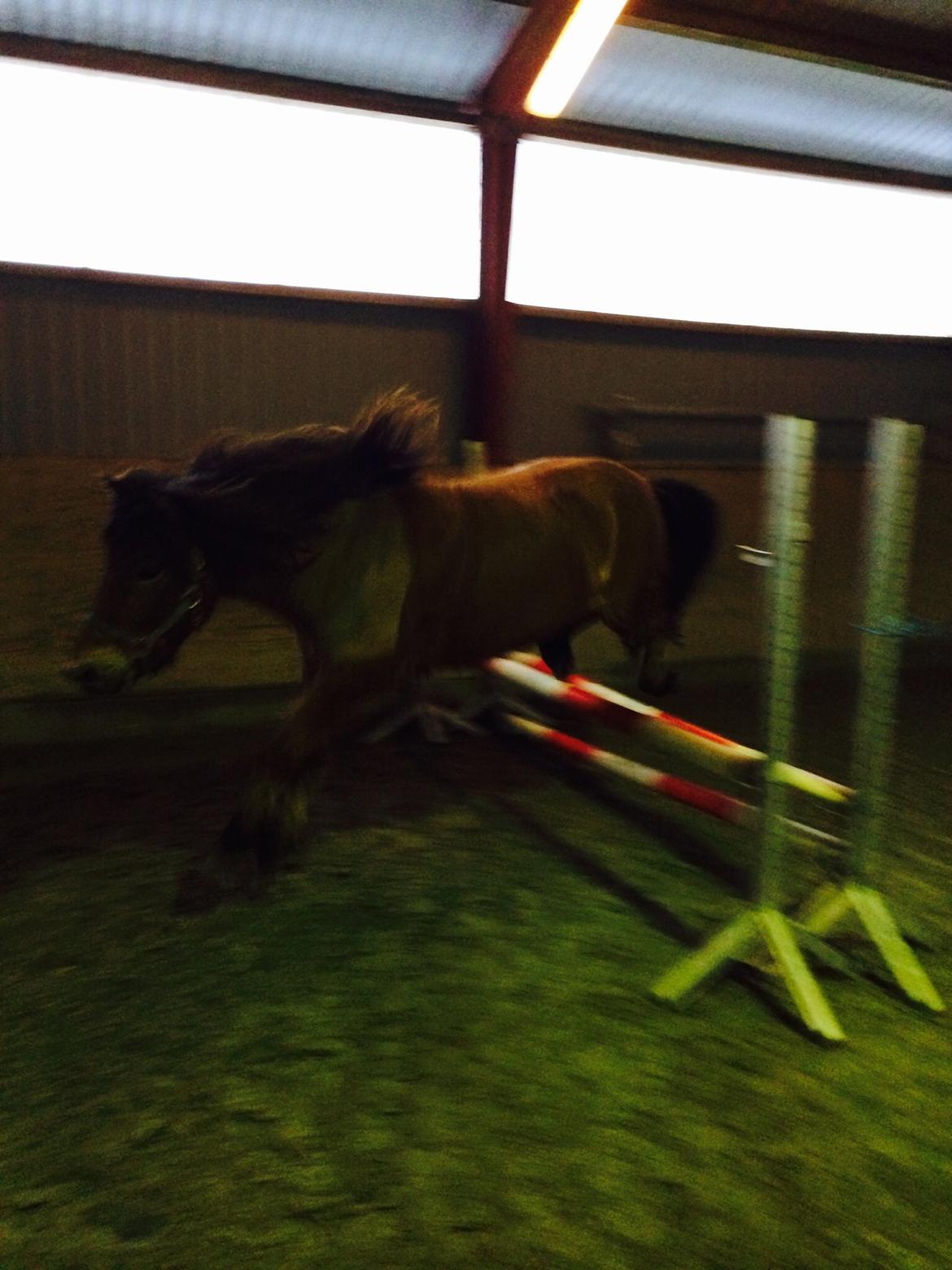 Islænder Andi Fra Laven Mark billede 16