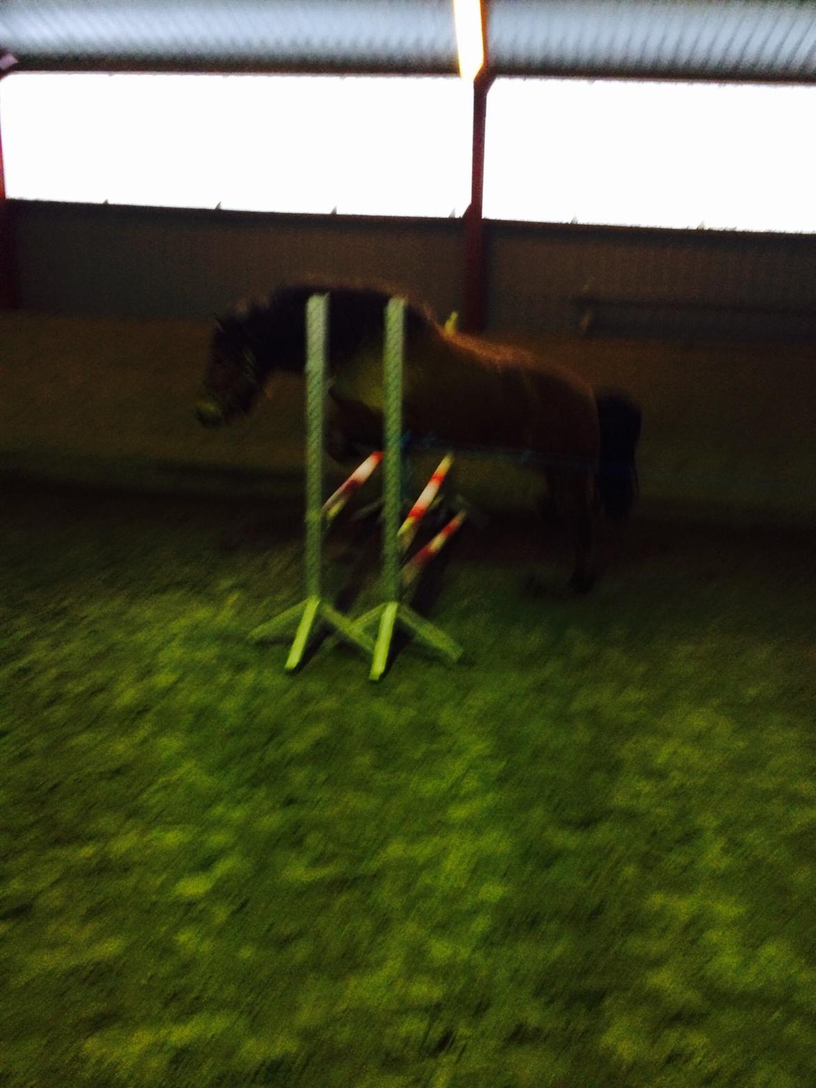 Islænder Andi Fra Laven Mark billede 17