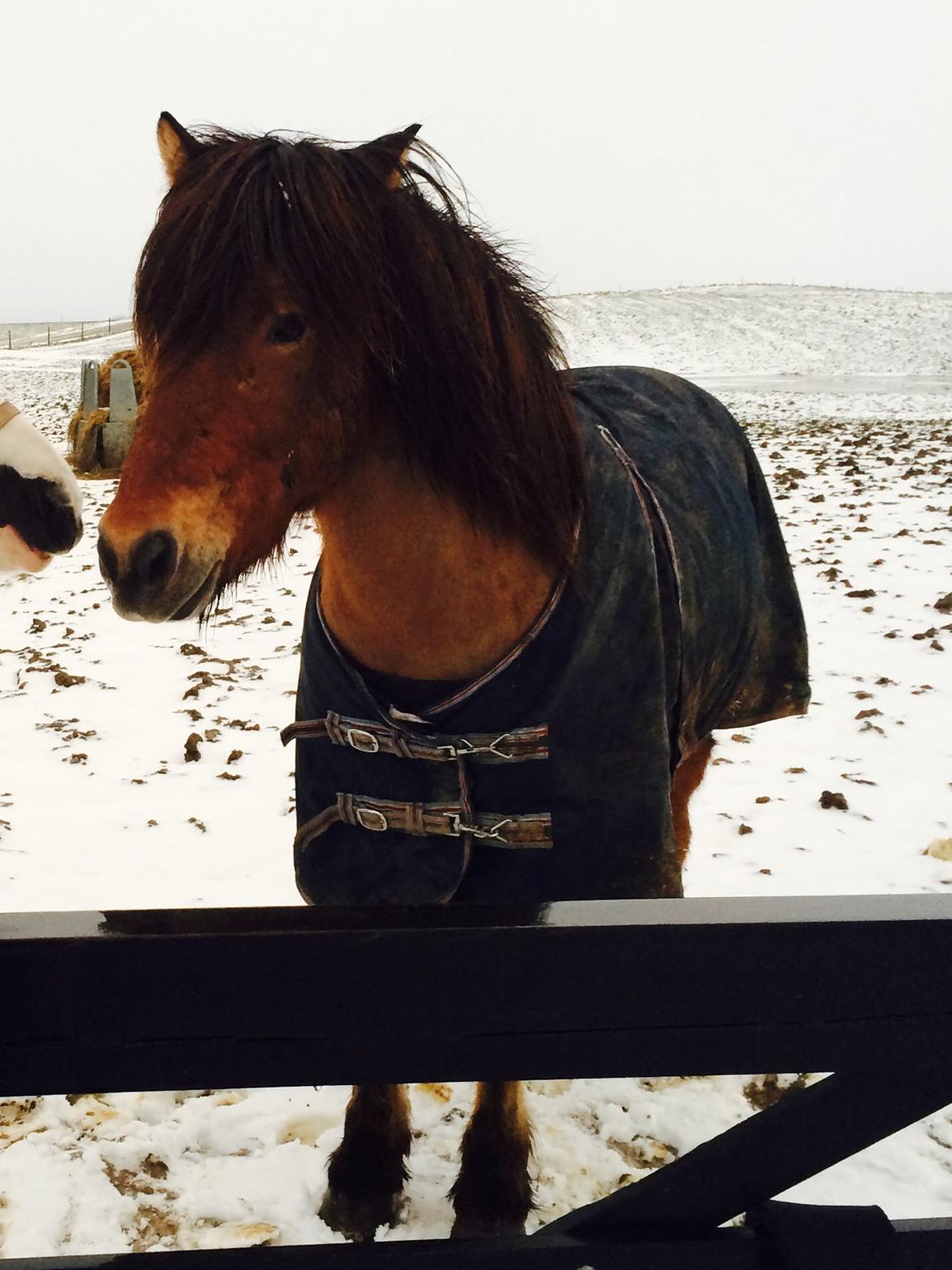 Islænder Andi Fra Laven Mark billede 18