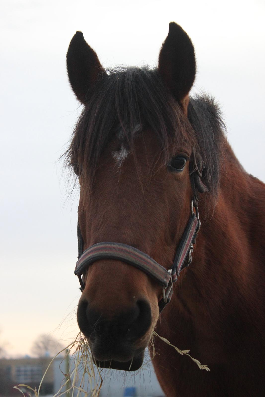 Anden særlig race Kit Kat (Stjerneponyen<3) billede 1