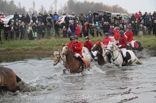 Anden særlig race Yellow billede 19