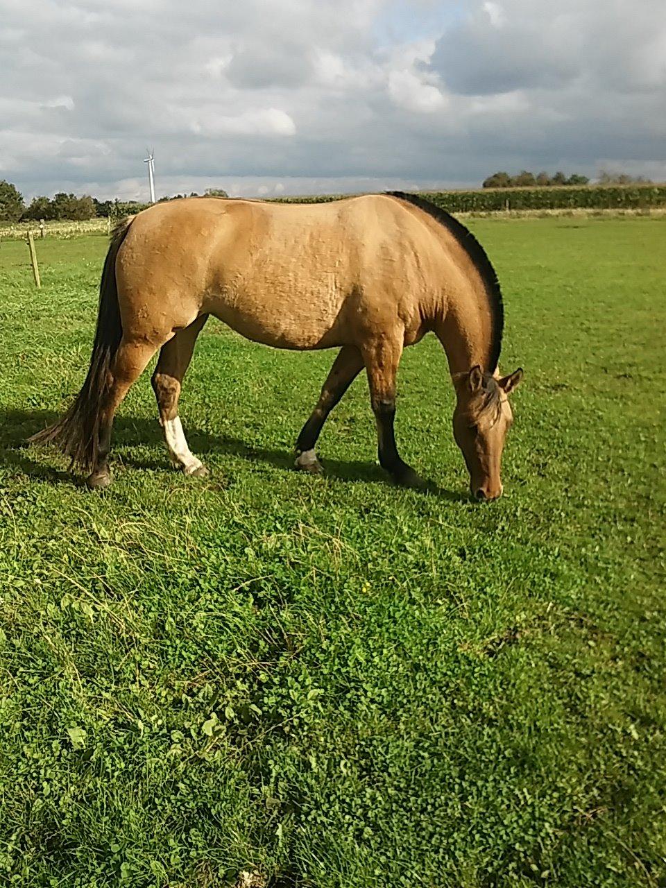 Anden særlig race chelo billede 1