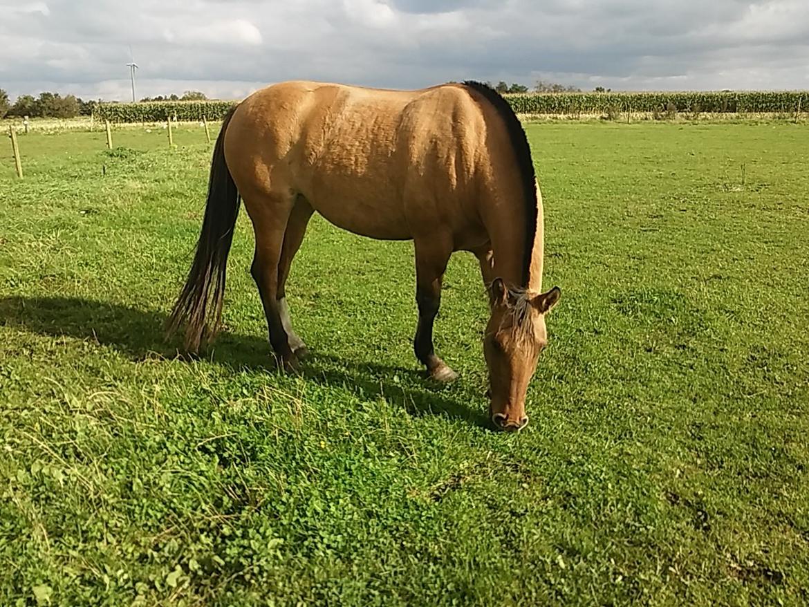 Anden særlig race chelo billede 2
