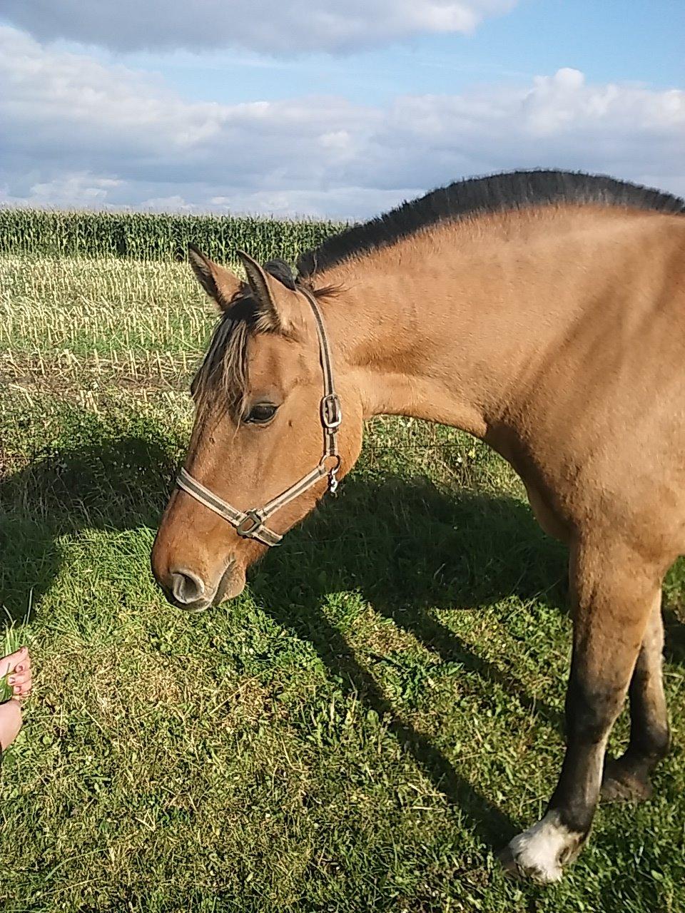 Anden særlig race chelo billede 3