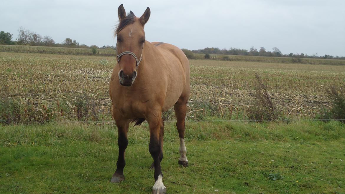 Anden særlig race chelo billede 4