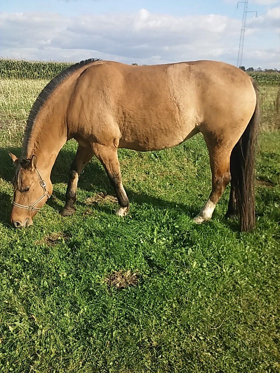 Anden særlig race chelo billede 6