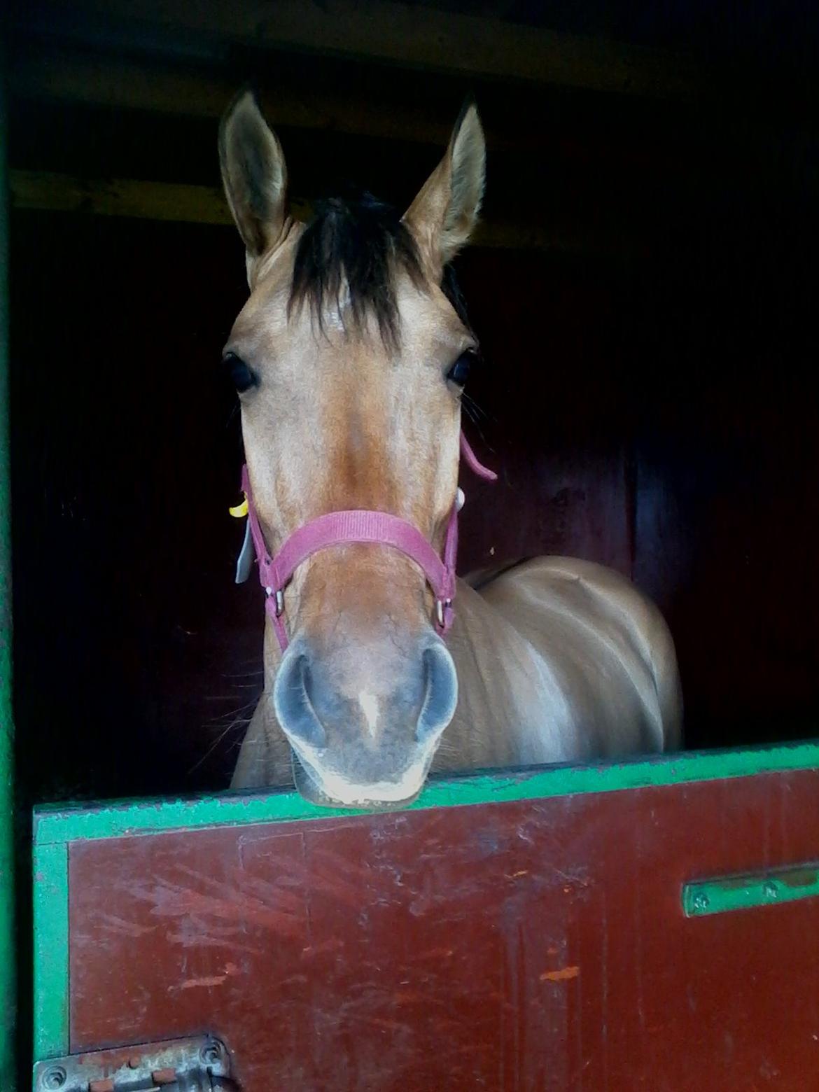 Anden særlig race chelo billede 8