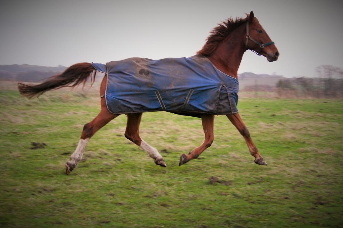 Dansk Varmblod Elektro - mudret hest billede 16