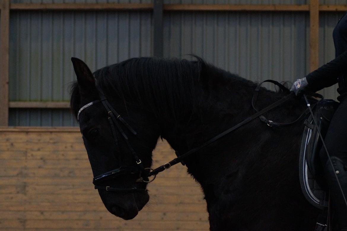 Oldenborg Obelix - Risebjerg billede 4