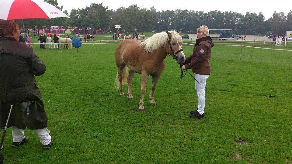 Haflinger Bella - St. hestedag 2014 billede 17
