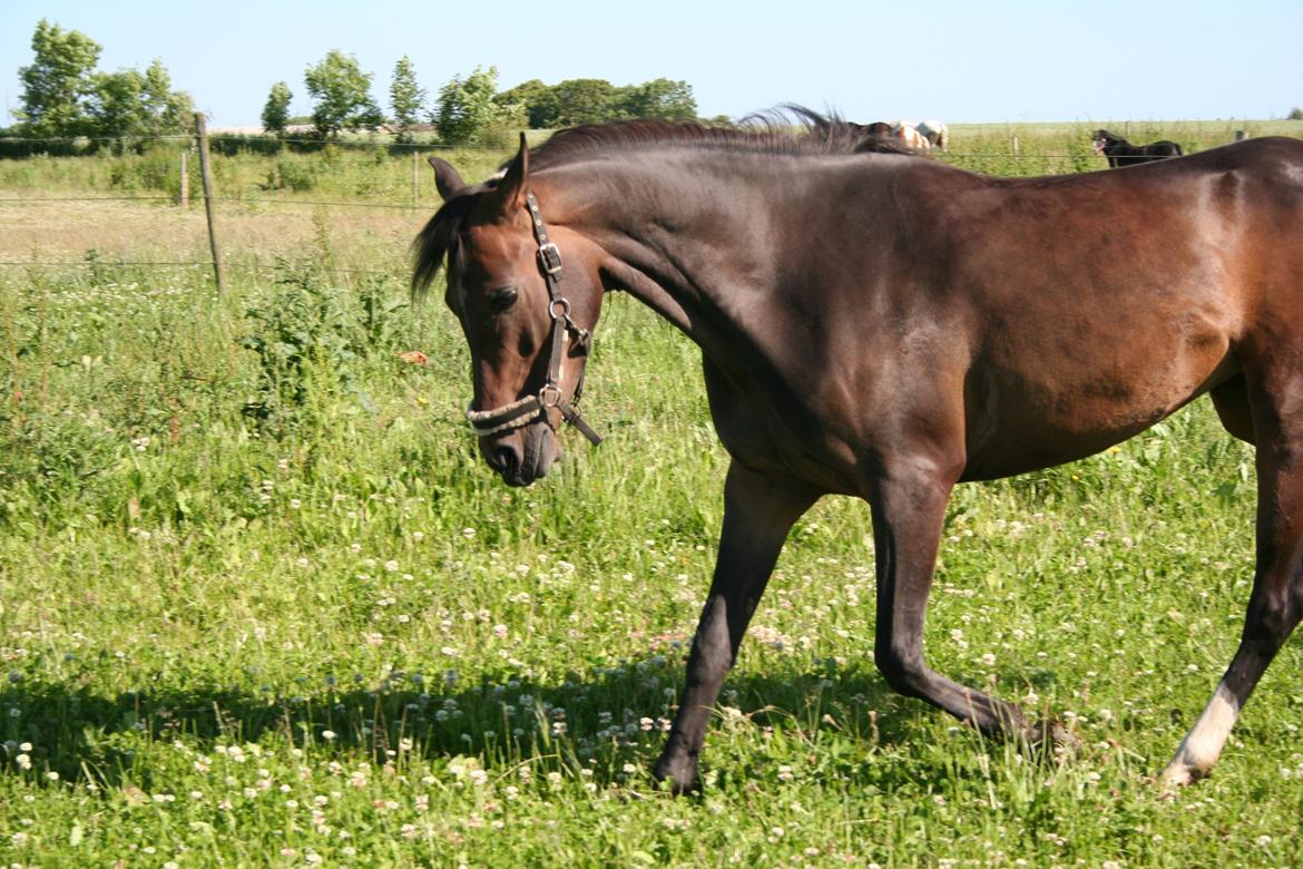 Anden særlig race Savannah billede 2