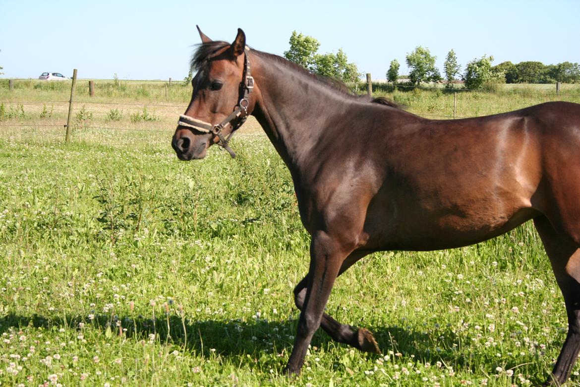 Anden særlig race Savannah billede 3