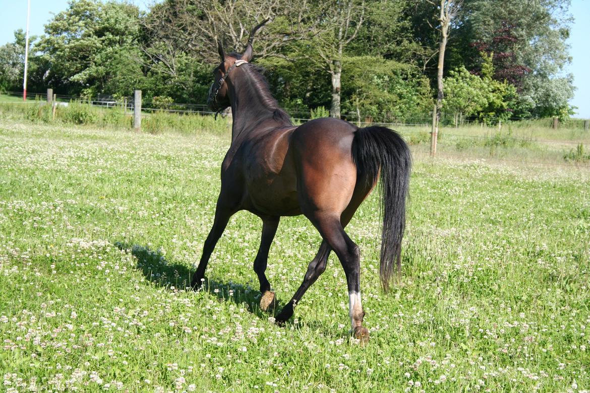 Anden særlig race Savannah billede 4