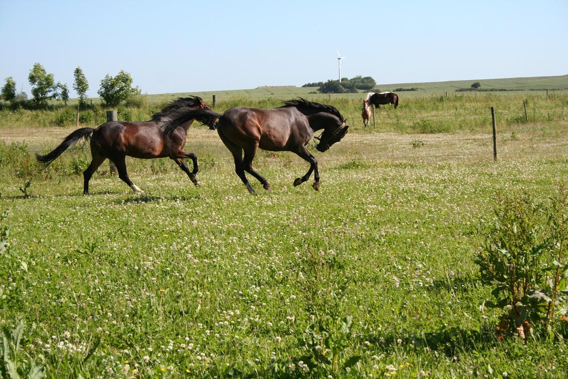 Anden særlig race Savannah billede 5