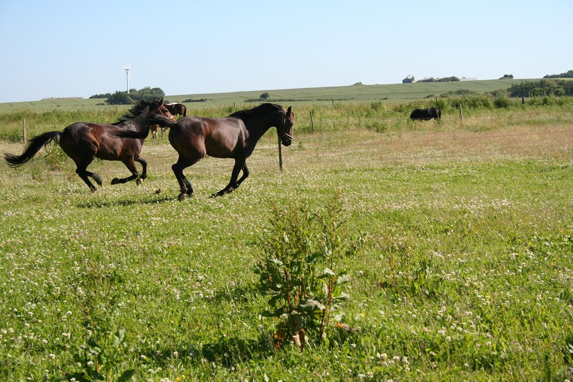 Anden særlig race Savannah billede 6