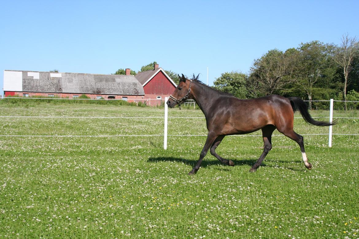 Anden særlig race Savannah billede 7