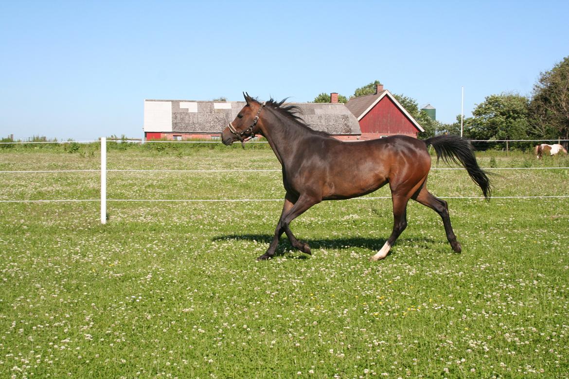 Anden særlig race Savannah billede 8
