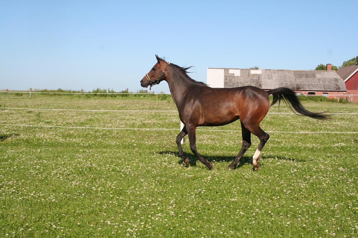 Anden særlig race Savannah billede 9