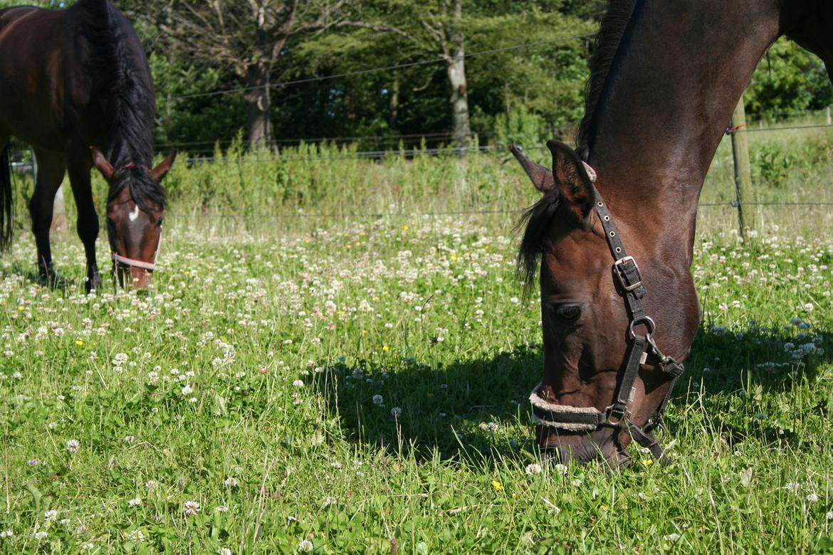 Anden særlig race Savannah billede 10