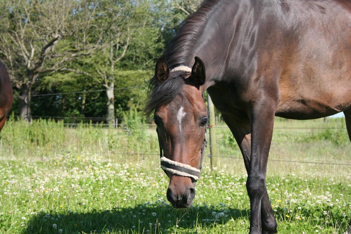 Anden særlig race Savannah billede 1