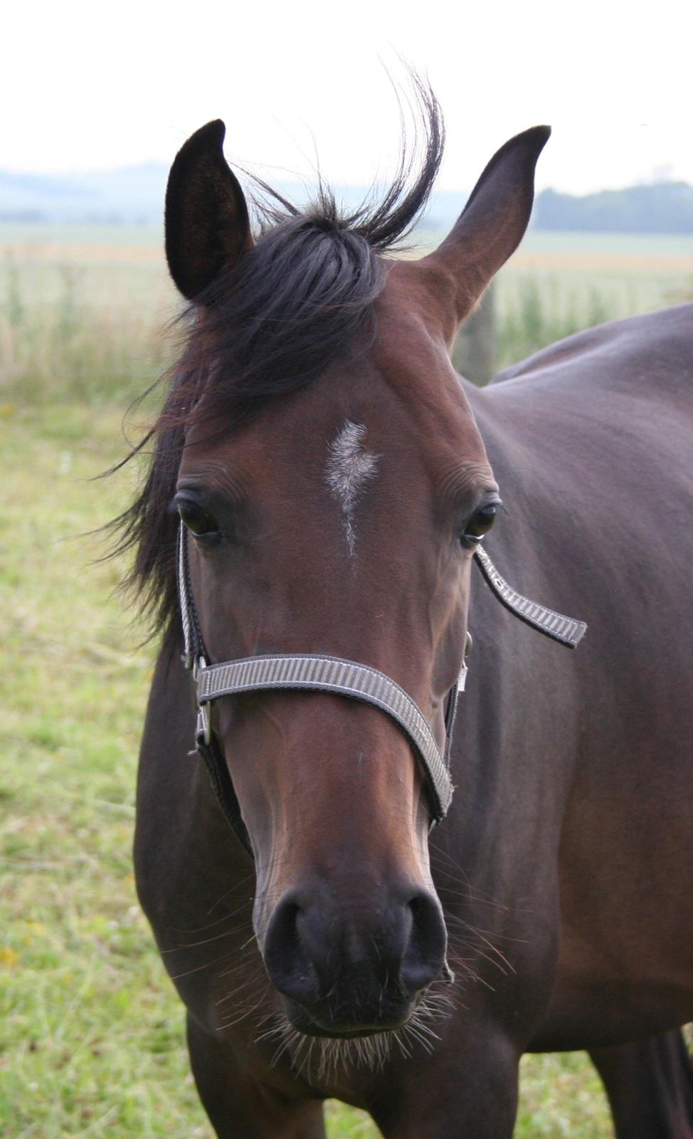 Anden særlig race Savannah billede 11