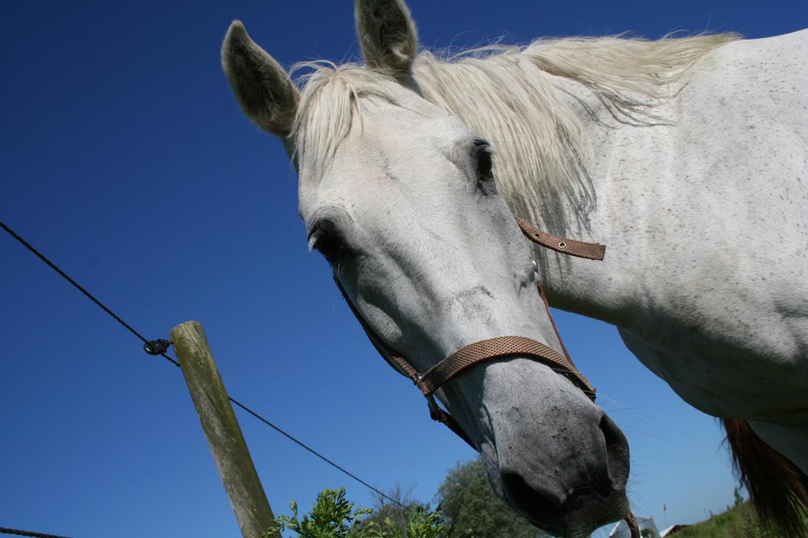 Anden særlig race Lady (Gaga) billede 3