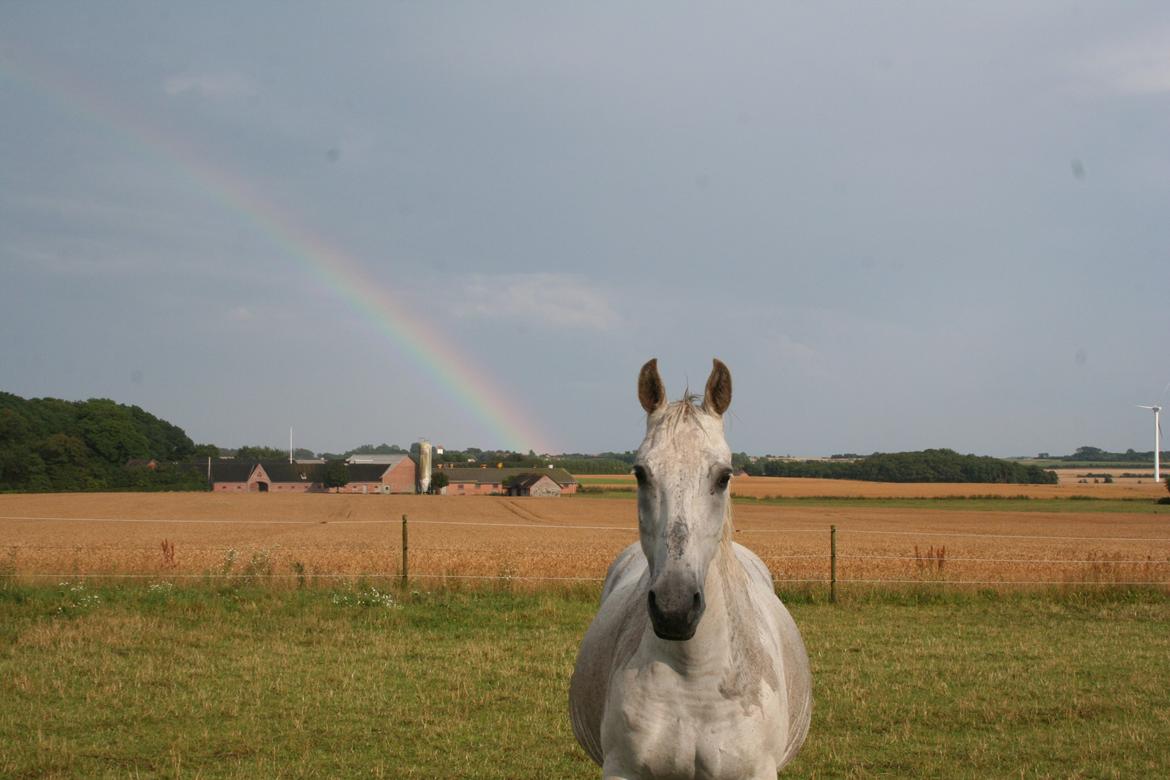 Anden særlig race Lady (Gaga) - Tyk pony billede 2