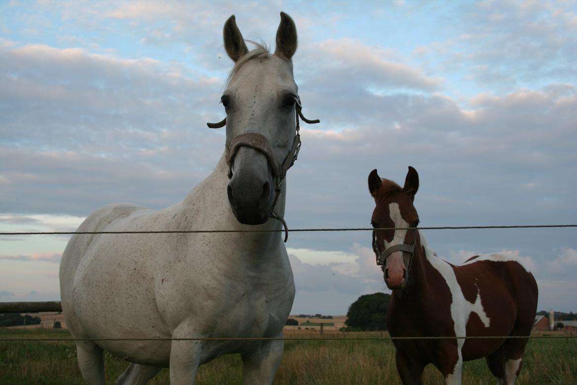 Anden særlig race Lady (Gaga) - Lady og Lamaen billede 5